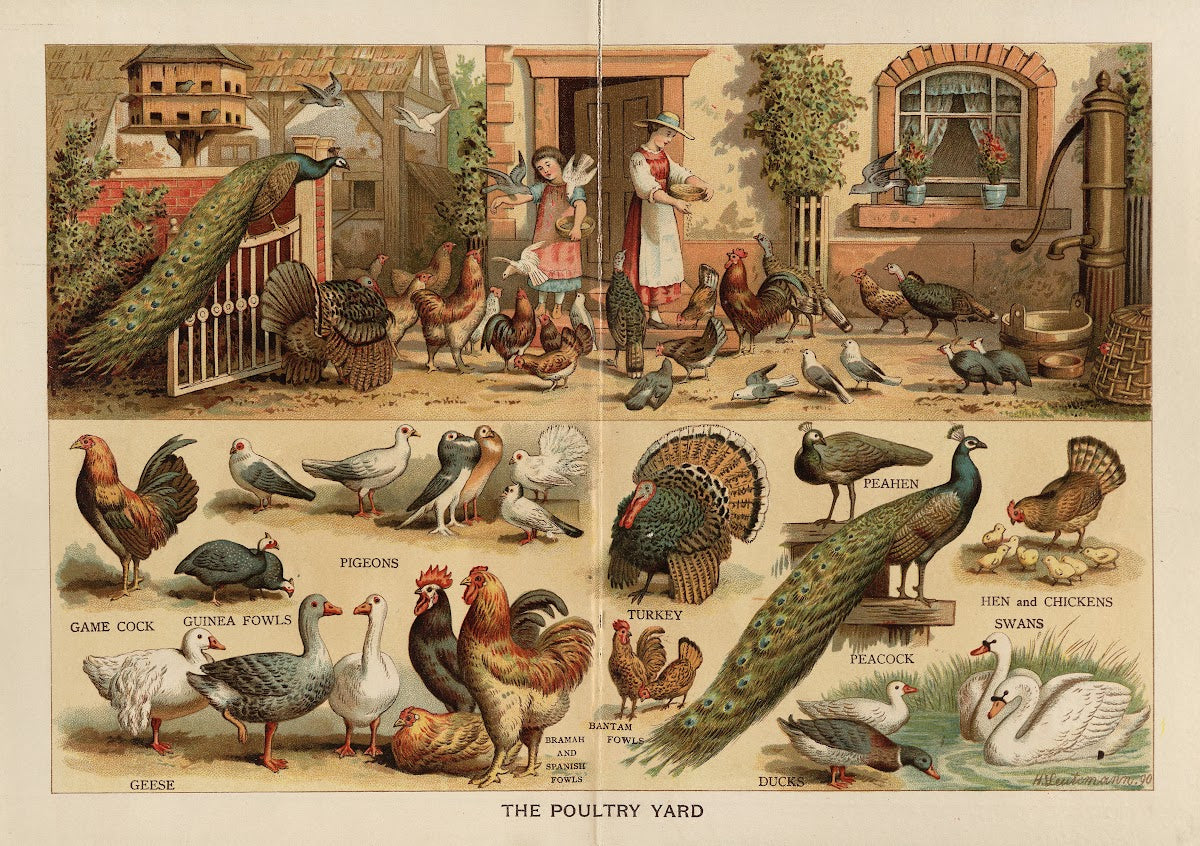 The Poultry Yard 1880s
