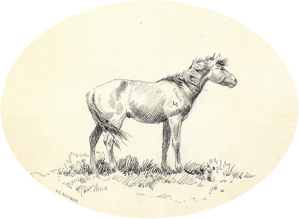 Indian Pony circa 1900