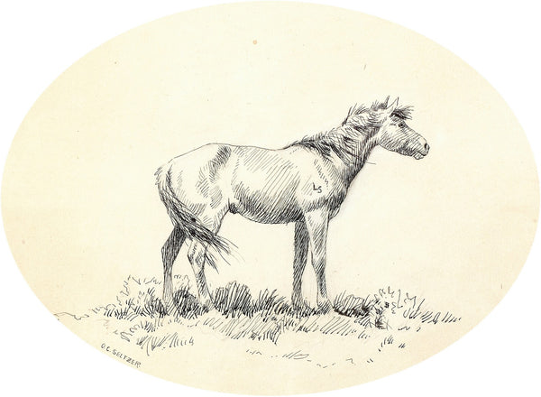 Indian Pony circa 1900