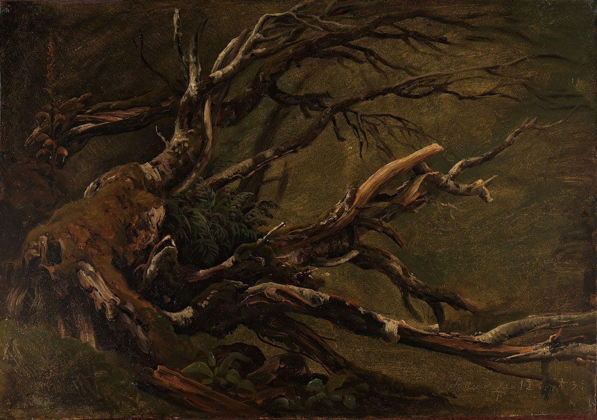 Study of decaying Tree 1837