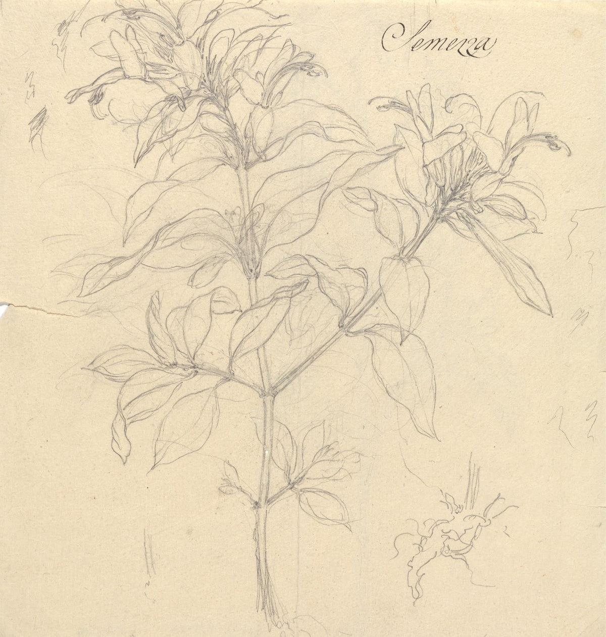 Semezza Ruttya speciosa