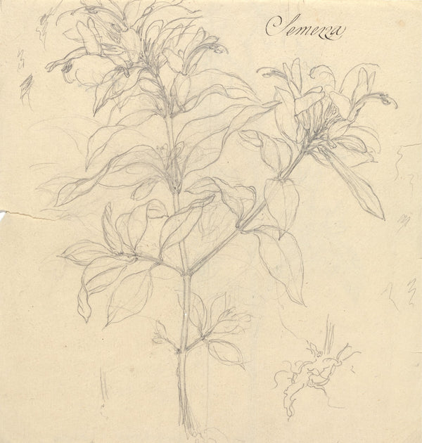Semezza Ruttya speciosa