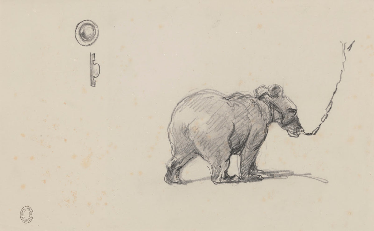 Bear