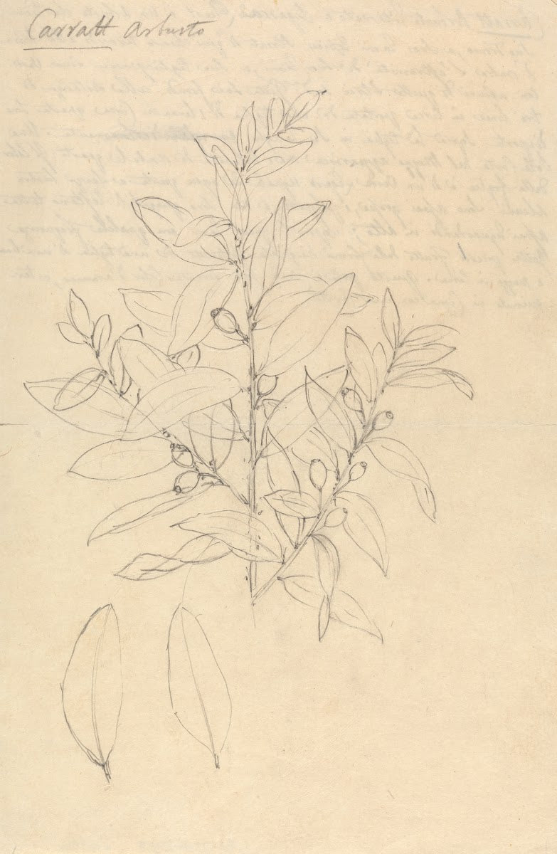 Carratt Osyris lanceolata