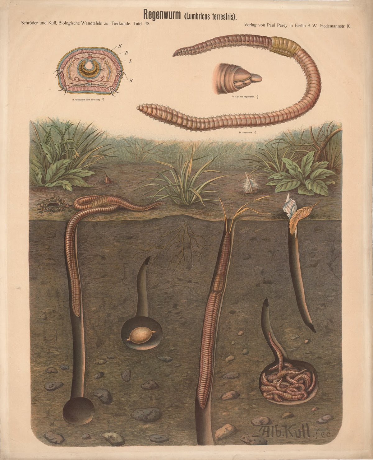 Earthworm Lumbricus terrestris