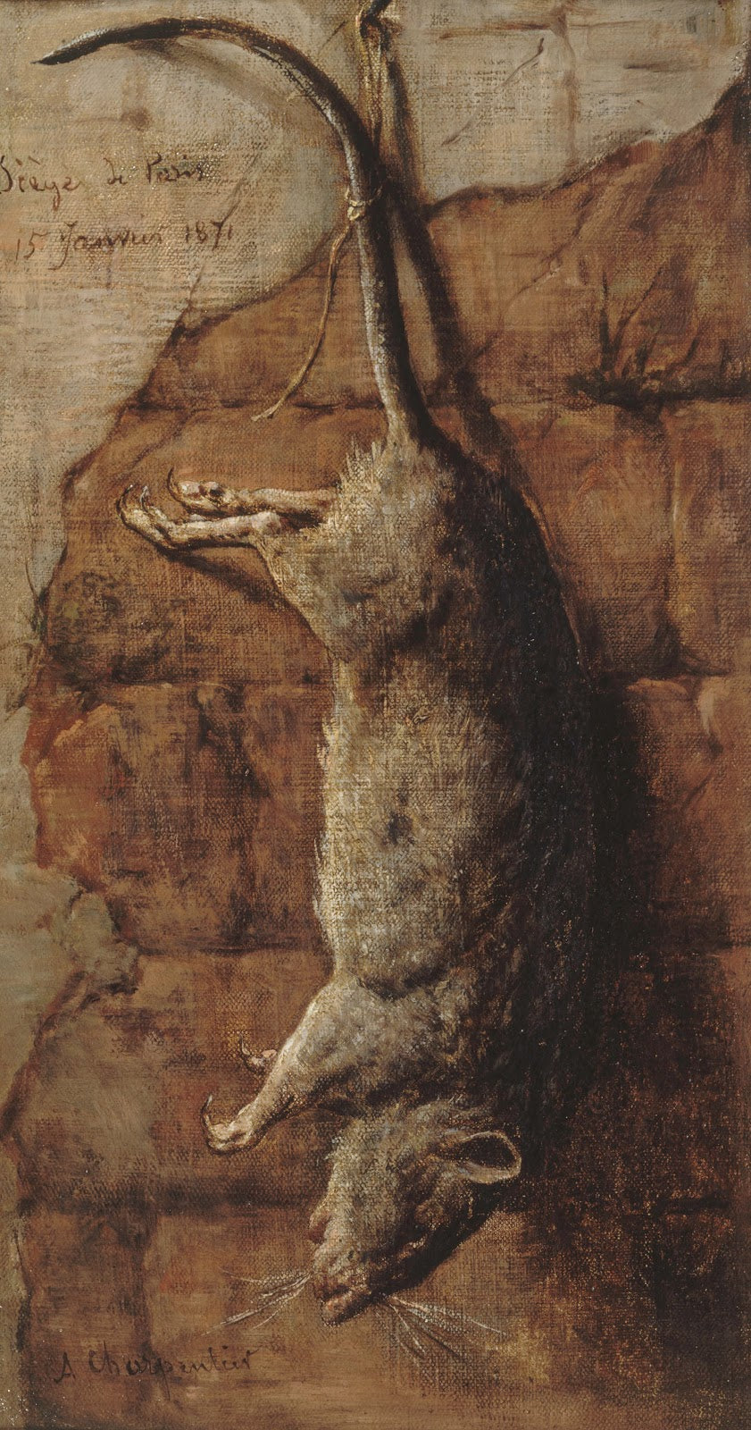 Rat ayant servi à lalimentation pendant le siège de Paris 1871