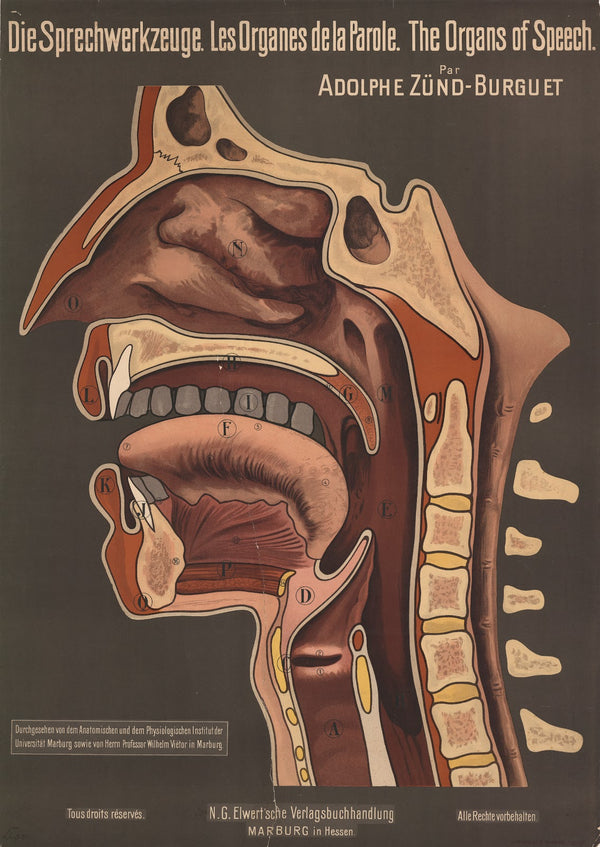 The Organs of Speech 1910