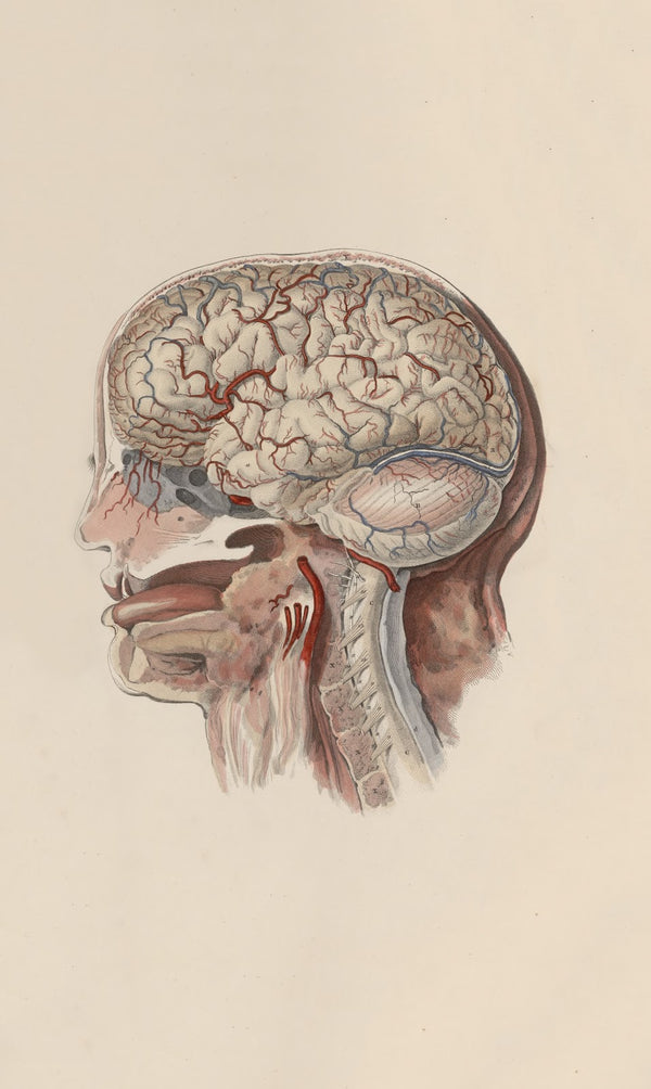 A system of anatomical plates of the human body Pl059 1840