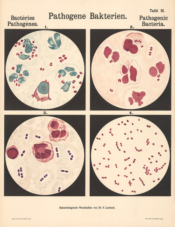 Pathogenic Bacteria Pl03 19th20th century