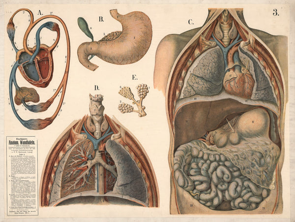 Internal organs 1911