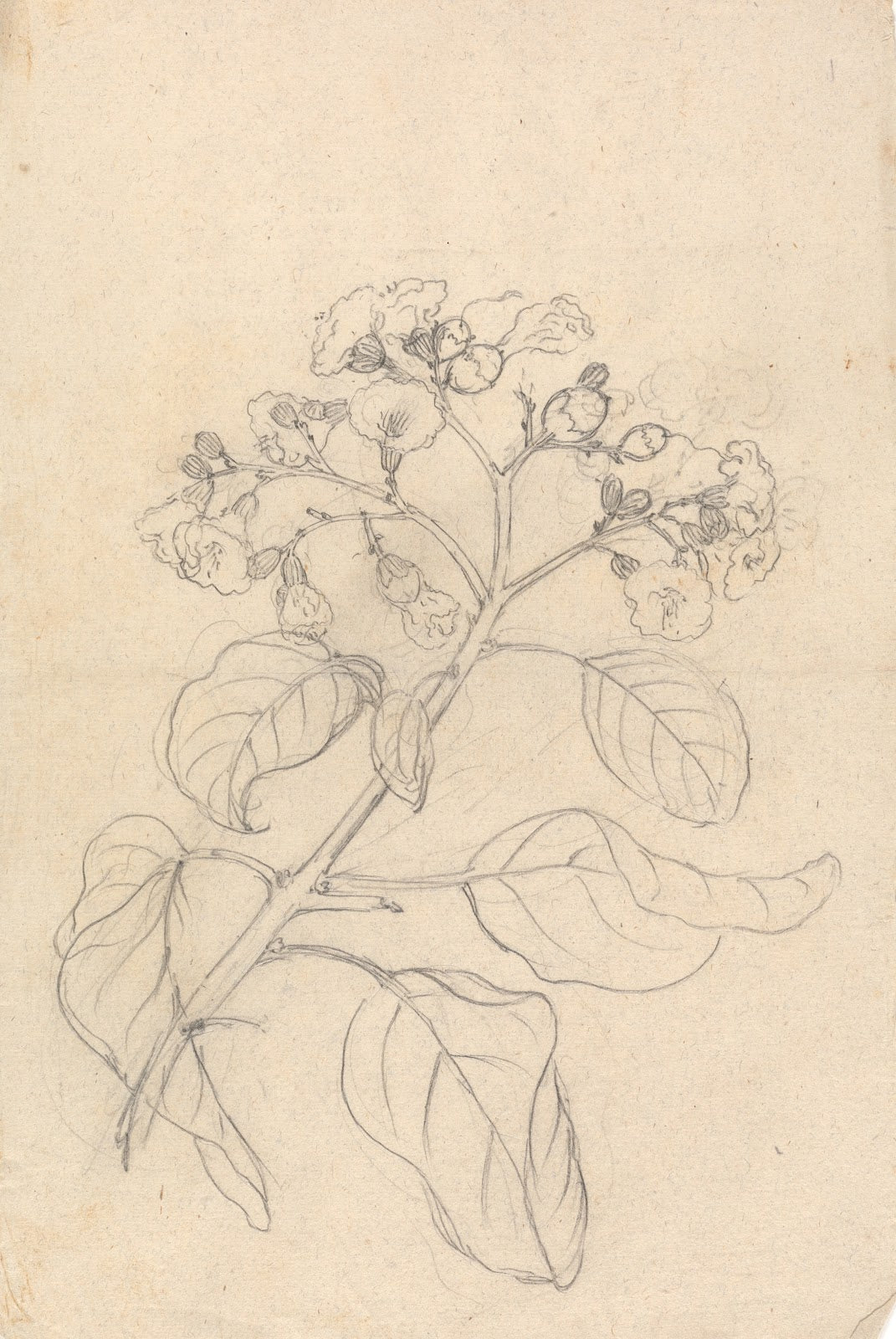 Cordia Abyssinica