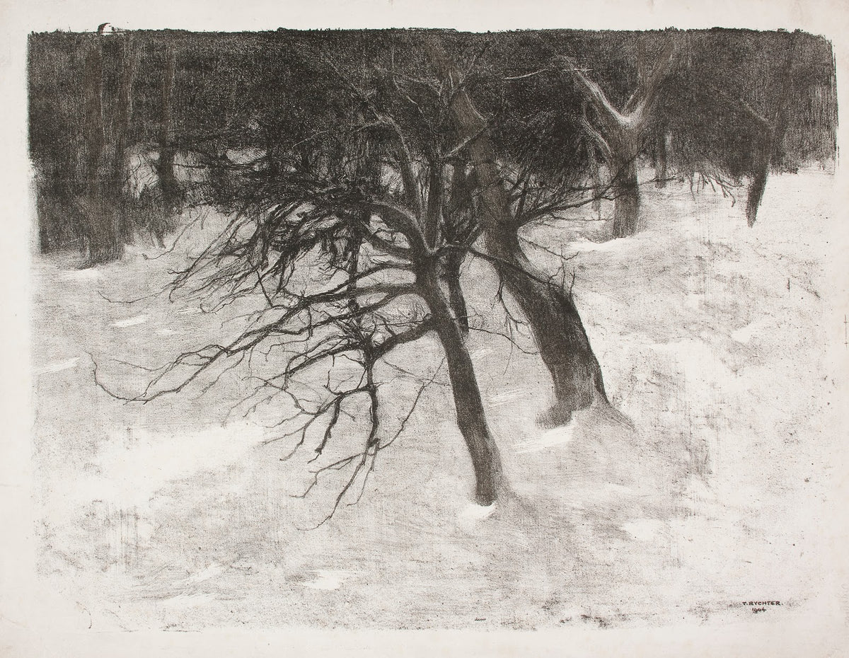Drzewa w śniegu 1904