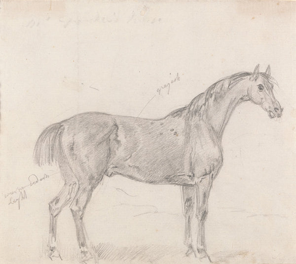 Horse Standing Side View Facing Right