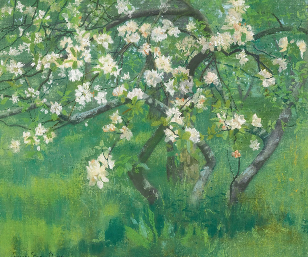 Apple Tree In Blossom
