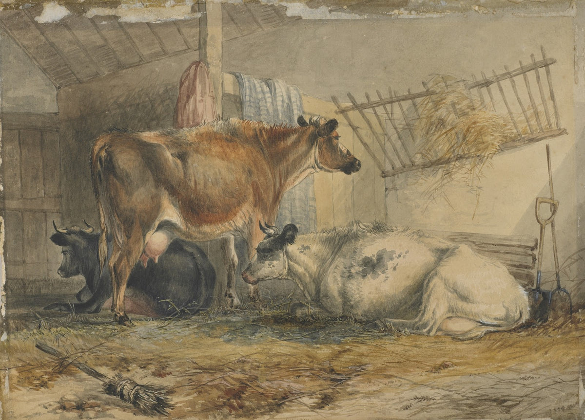 Cows