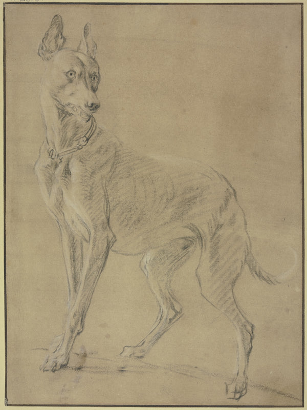 Greyhound to the left