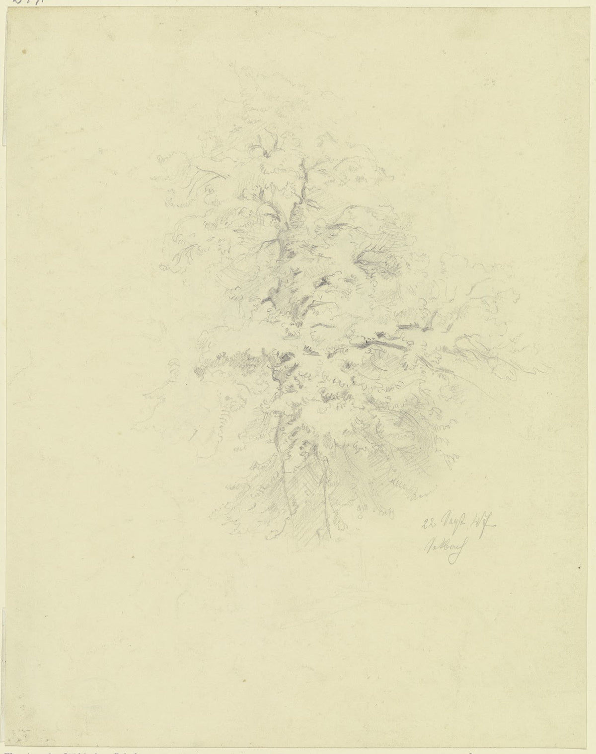 Tree in Seckbach 1847
