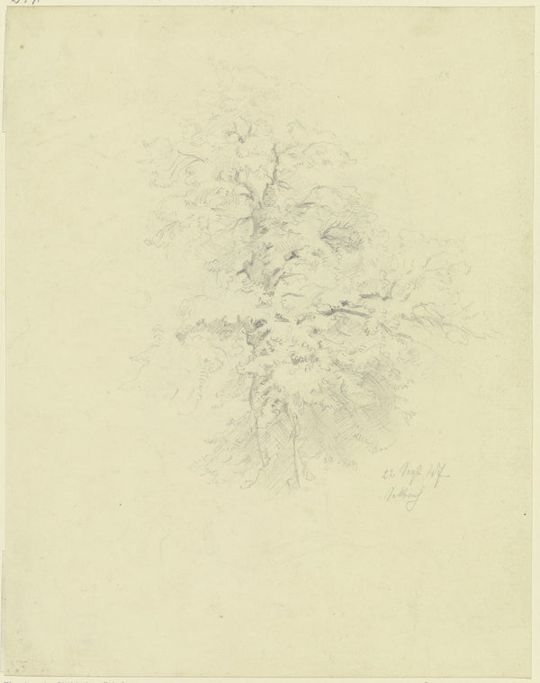 Tree in Seckbach 1847