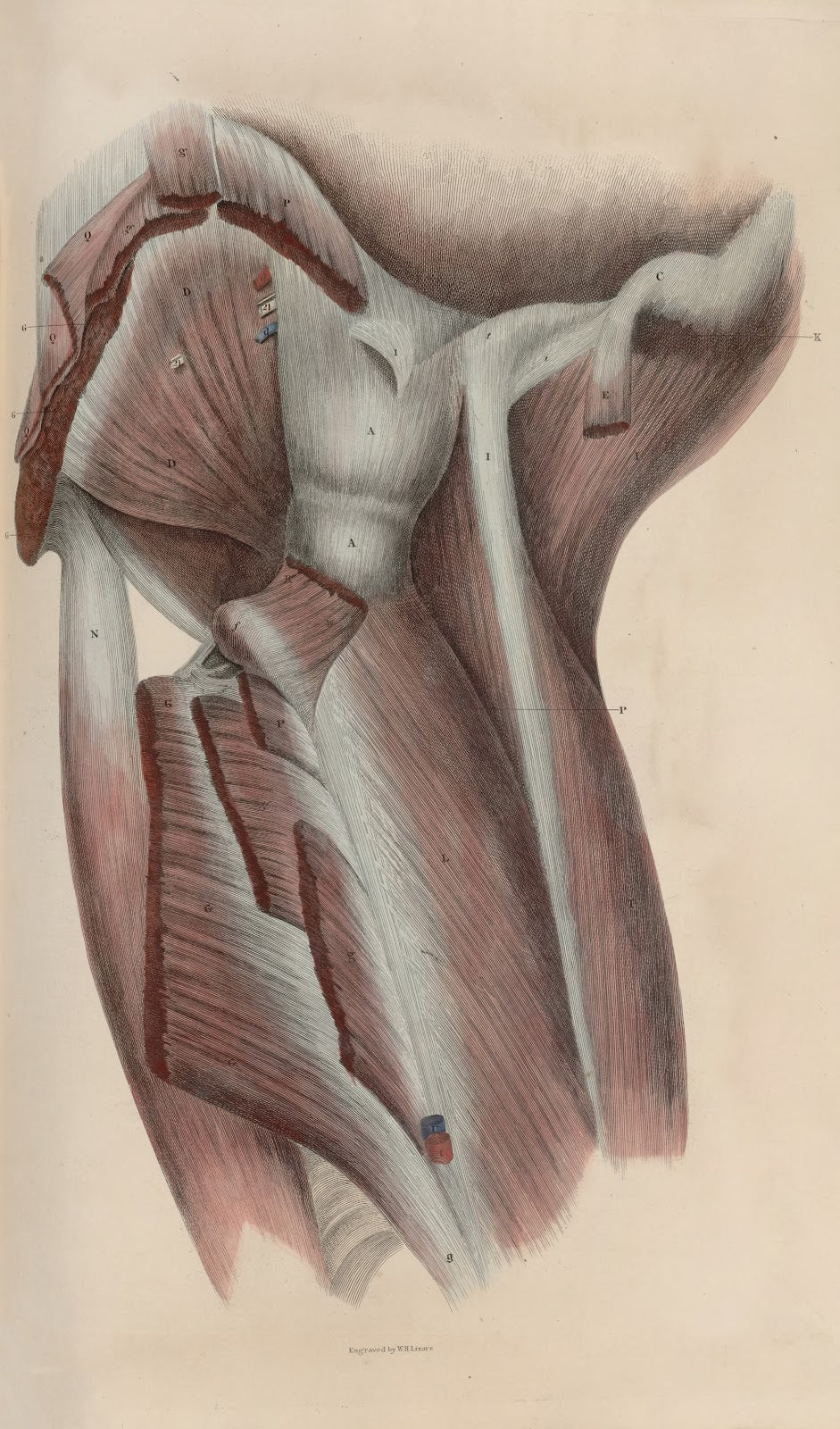 A system of anatomical plates of the human body Pl047 1840