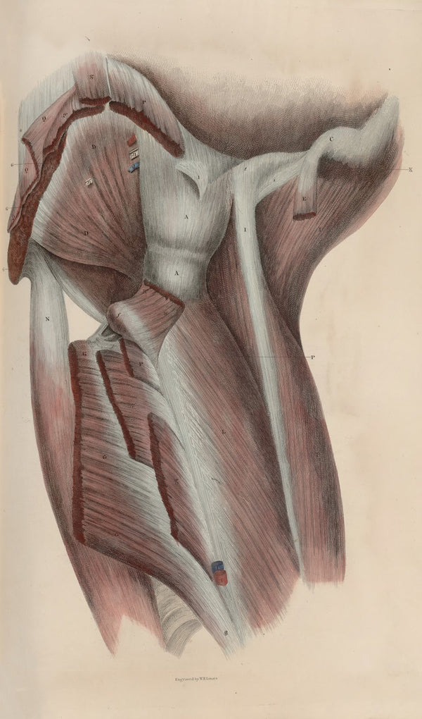 A system of anatomical plates of the human body Pl047 1840