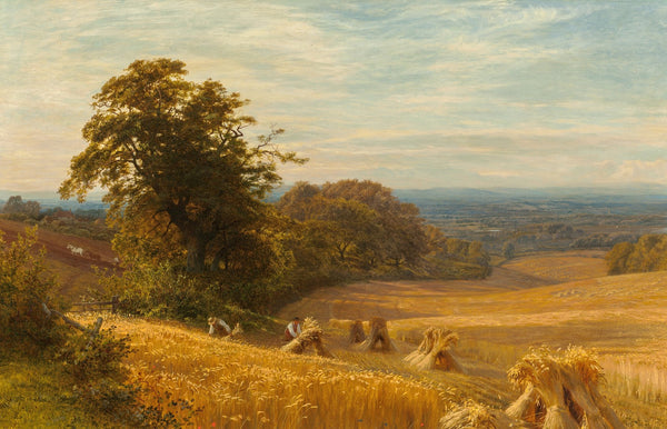 Cornfield at Abingdon Berks 1874
