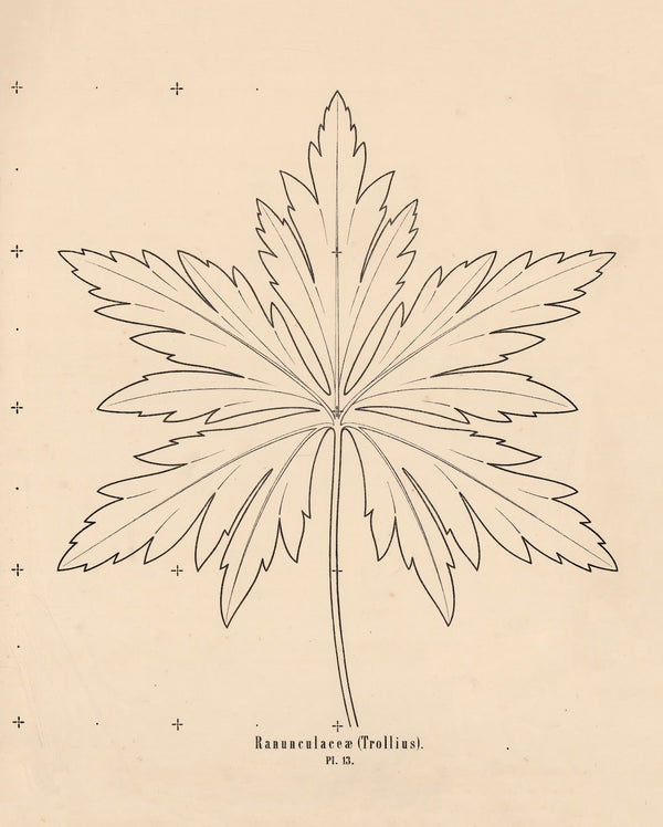 Ranunculaceæ Trollius 1863