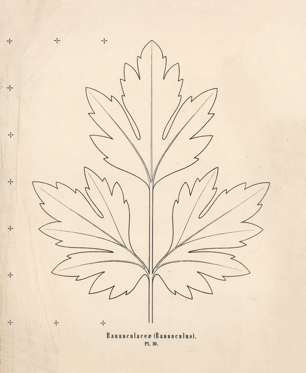Ranunculaceæ Ranunculus 1863