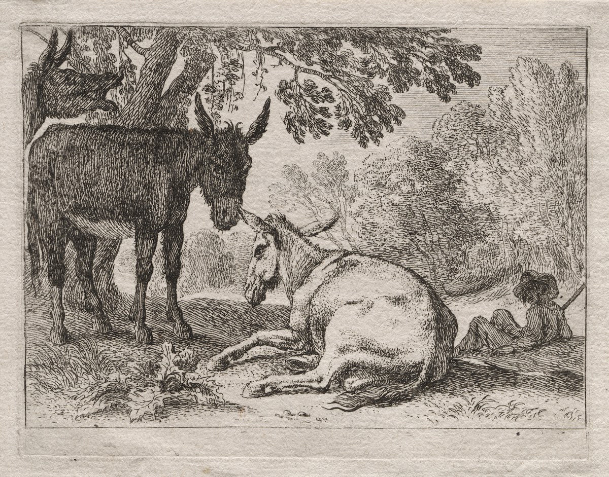 Donkeys 162055