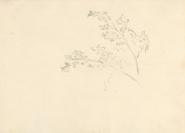 Tree Branches 177475