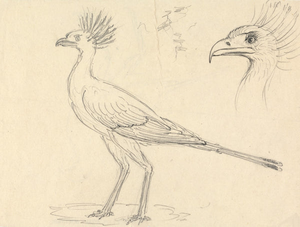 Secretary Bird