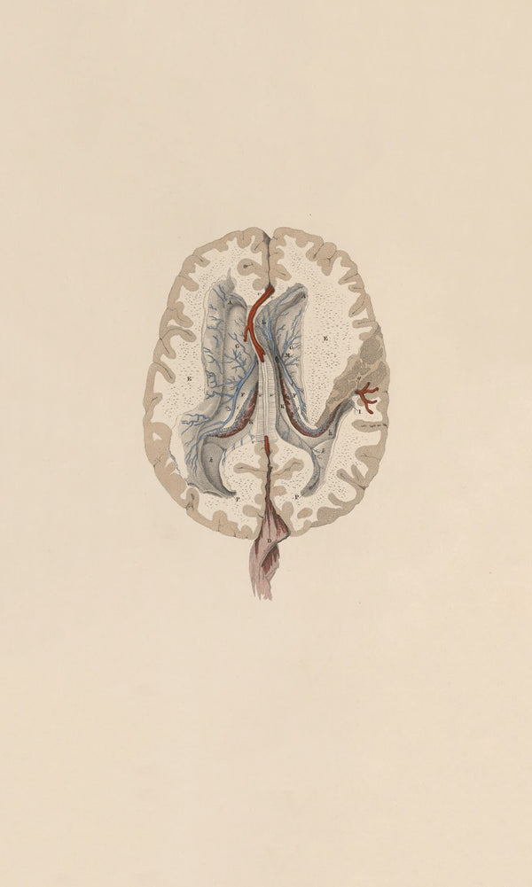 A system of anatomical plates of the human body Pl063 1840