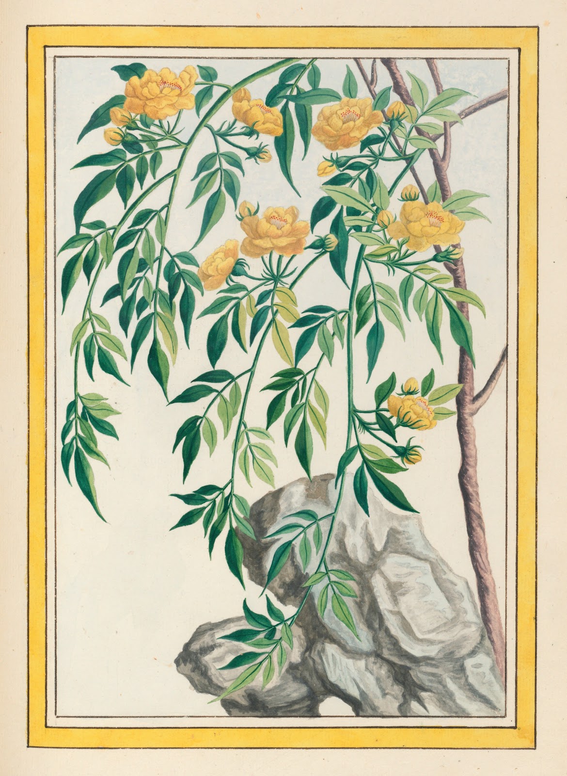 Plantes de Chine Pl061 1776