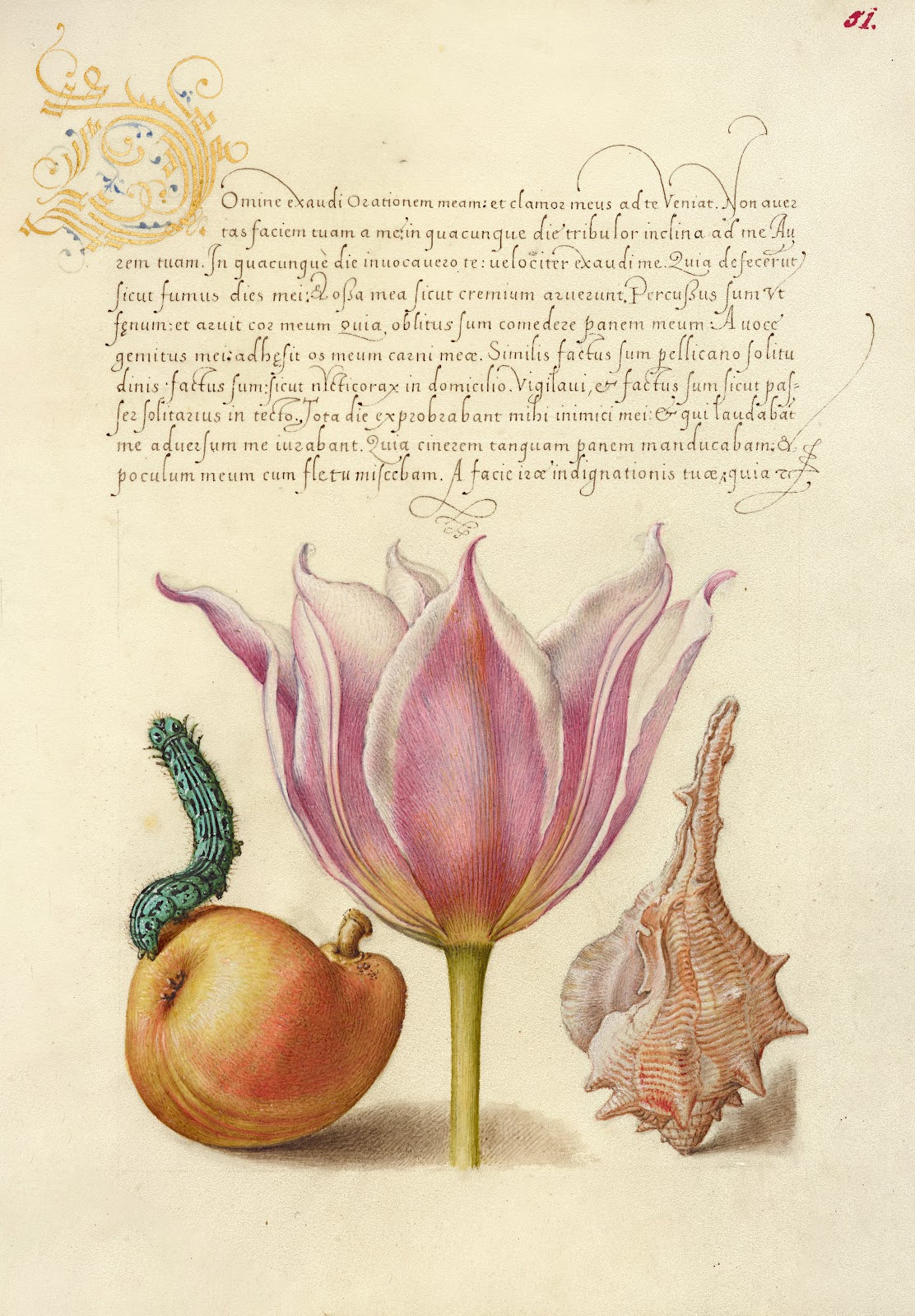 Caterpillar Pear Tulip and Purple Snail 15611596