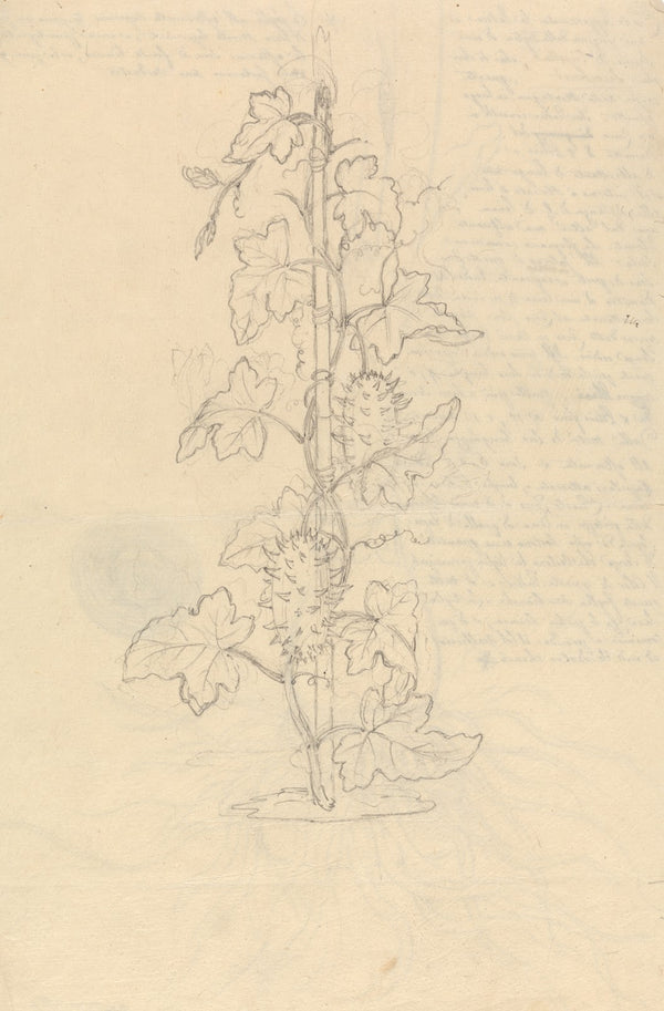 Cucumis Metuliferus
