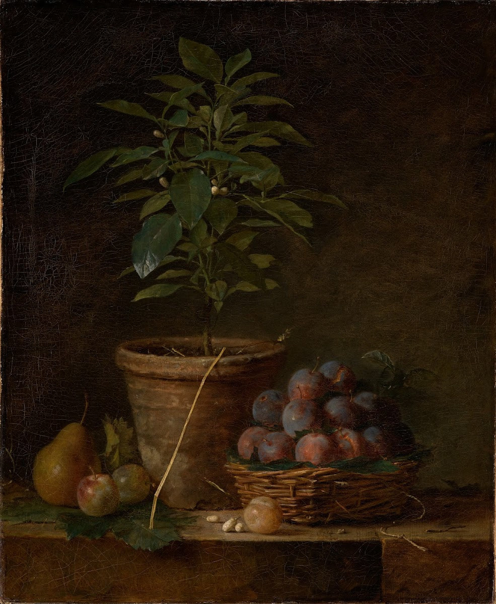Das Orangenbäumchen ca 1763