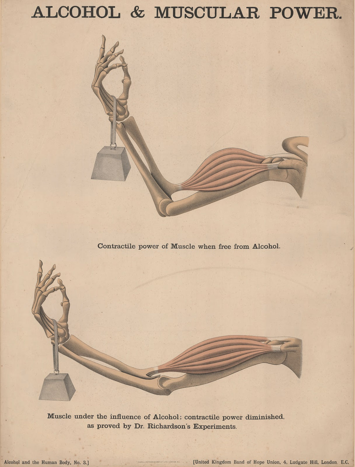 Alcohol and Muscular Power 1890