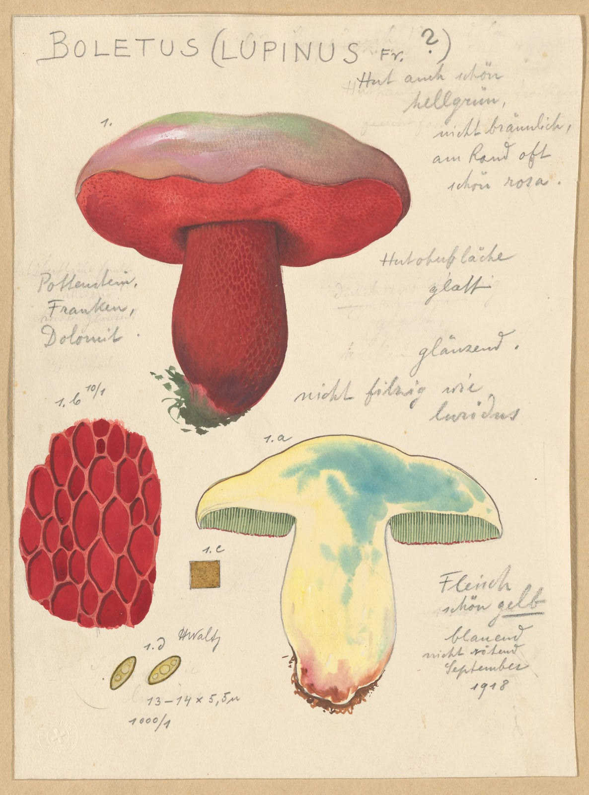 Boletus lupinus 1915 1945