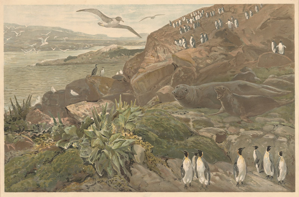 On Kerguelen in the Southern Ocean 1920