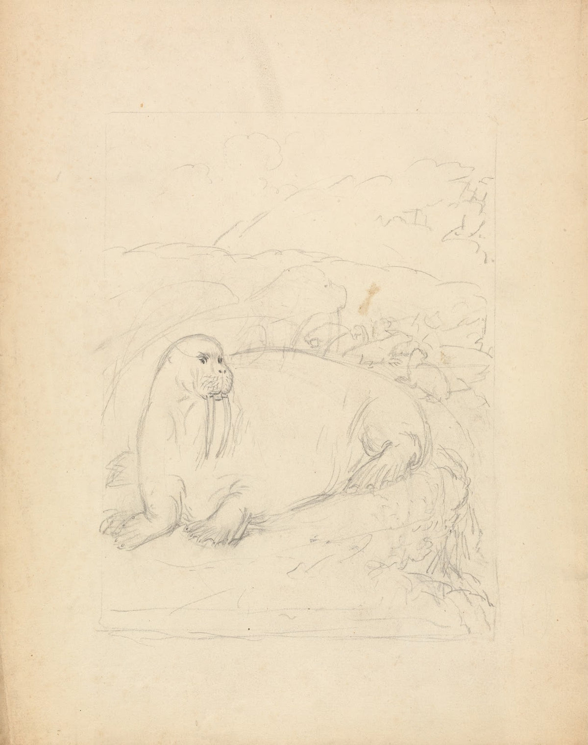 Walruses on Cliffs