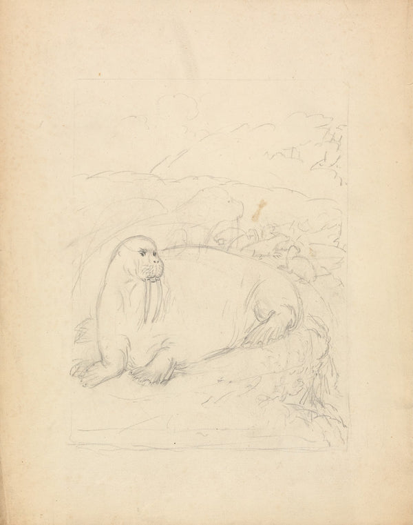 Walruses on Cliffs