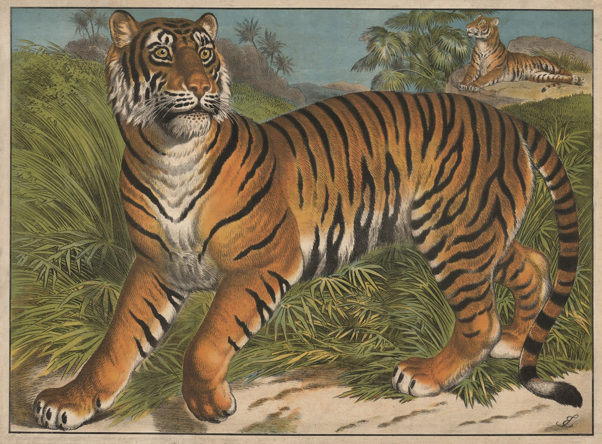 Tiger 1905
