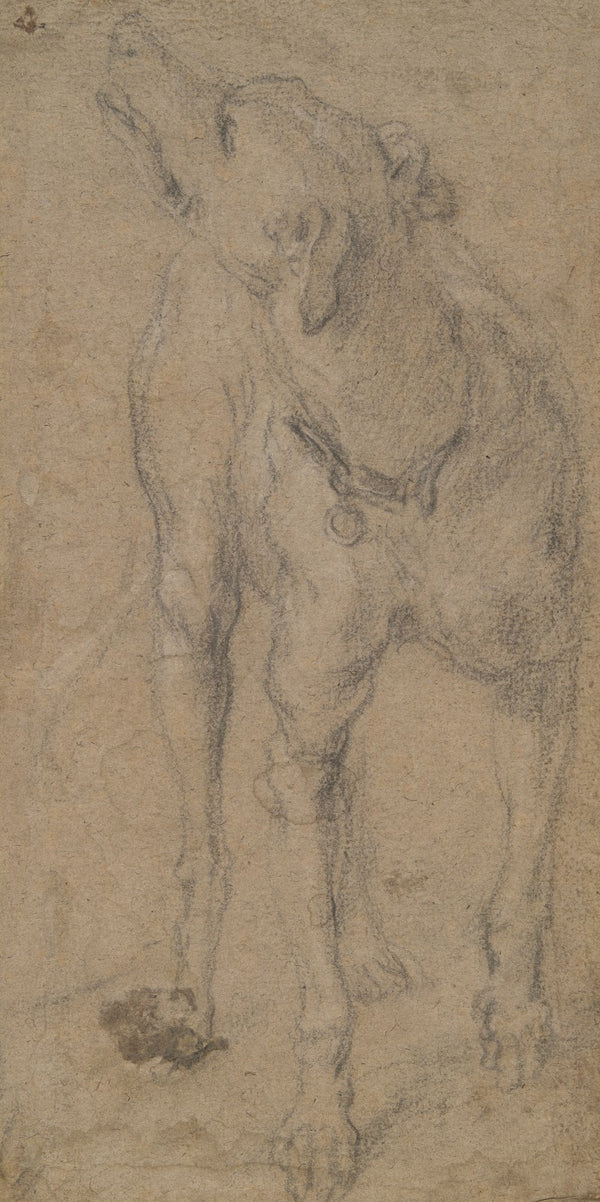 Study of aDog