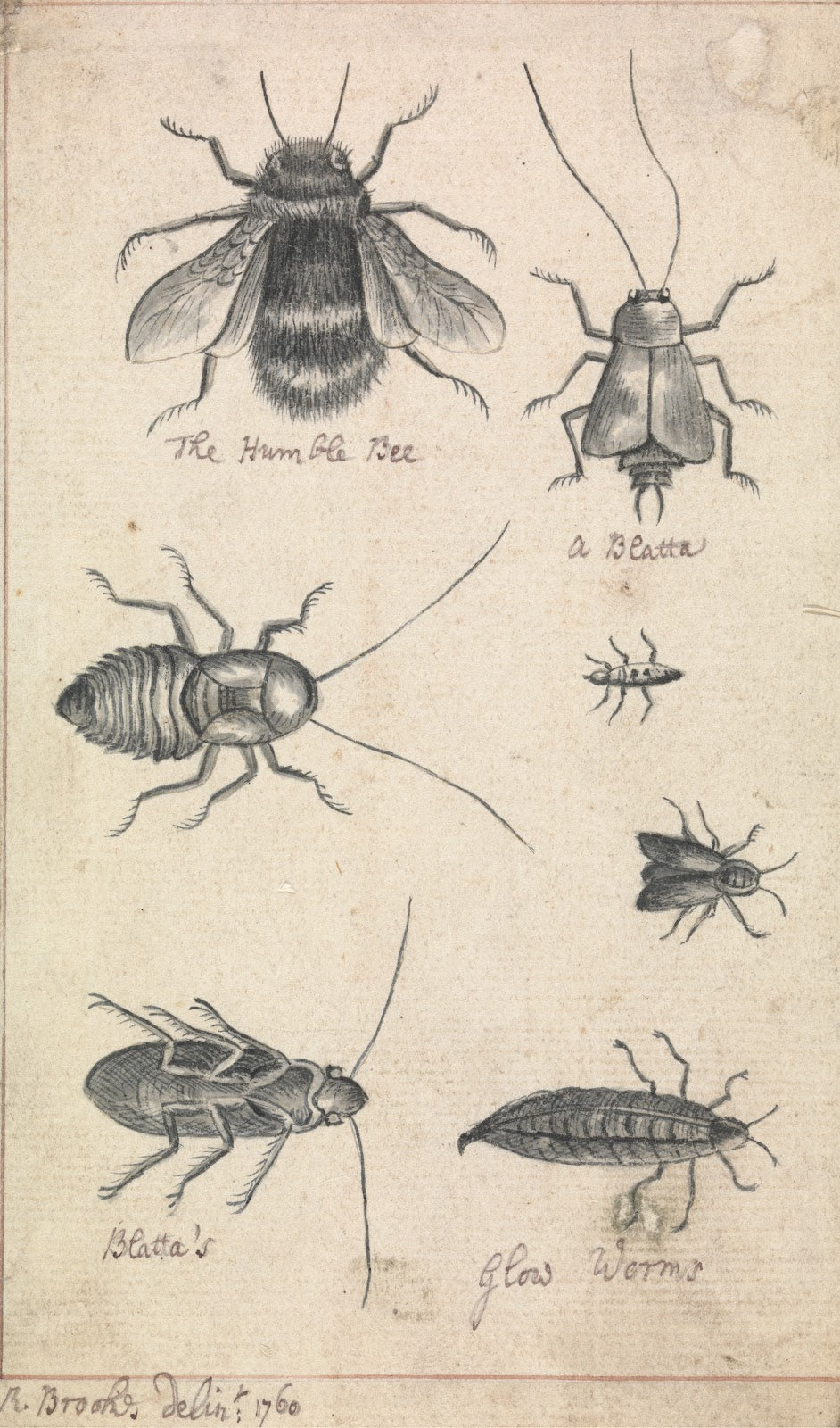 The Humble Bee and Insects 1760