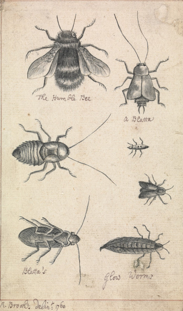 The Humble Bee and Insects 1760