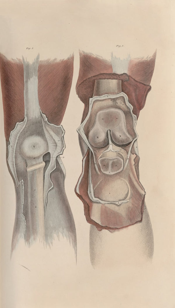 A system of anatomical plates of the human body Pl052 1840