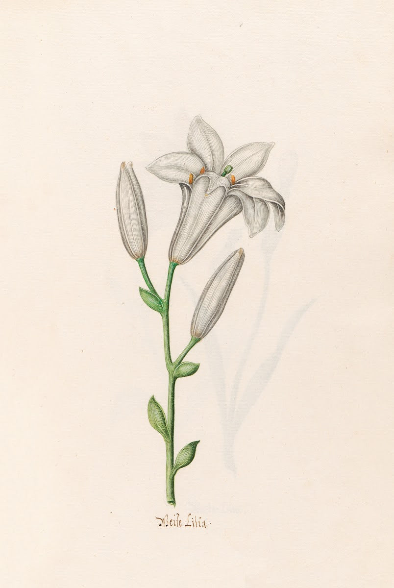 Weise Lilia 1692