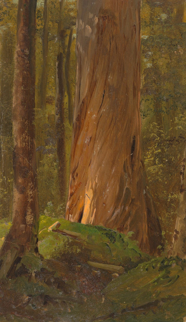 Study in the Maine Woods 185565