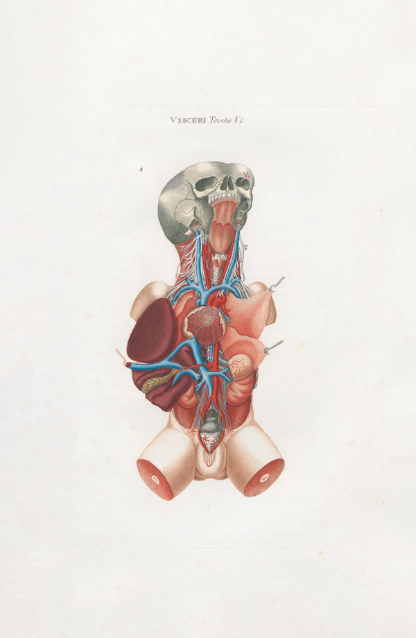 Anatomia Universale Pl17 1833