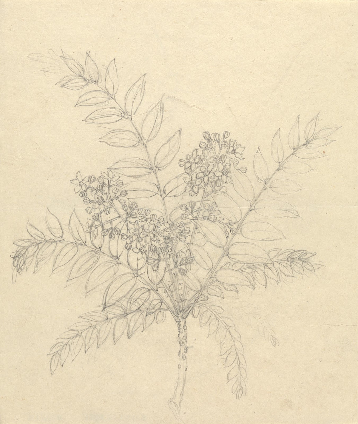 Clausena anisata