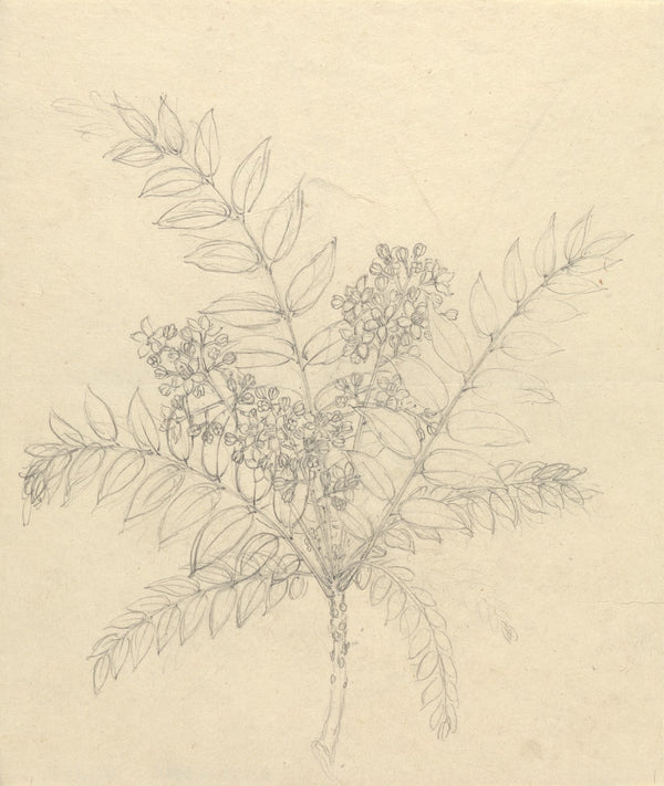 Clausena anisata